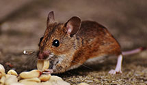 24 Hour & Emergency Exterminators in Arvada, CO